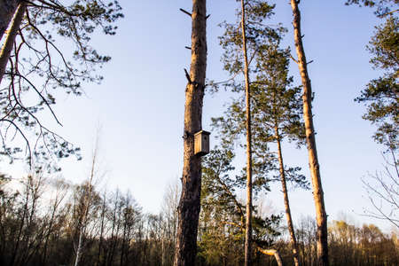 Birdhouse in a pine forest on a tree. Birdhouses in the forest. Bird box in nature against blue skyの写真素材