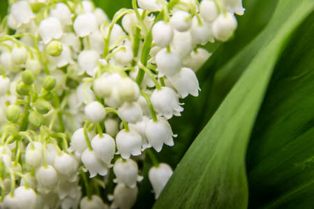 Lily of the valley. Blooming lily of the valley beautiful flower against background. Spring flower lilies of the valley.の写真素材