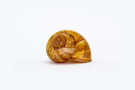 Empty shell of a snail against white background. Snail shell isolated on white