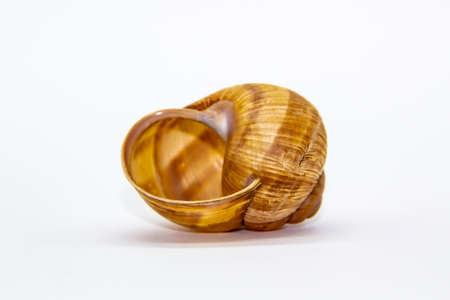 Empty shell of a snail against white background. Snail shell isolated on white