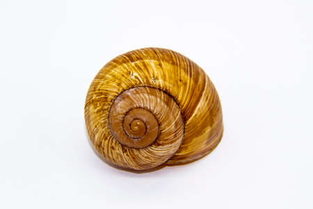 Empty shell of a snail against white background. Snail shell isolated on whiteの写真素材