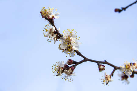 Apricot blossom flowers in spring, blooming on young tree branch. Close up apricot blossom white flowers and blue sky in sunny spring background.の写真素材