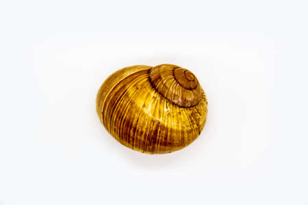 Empty shell of a snail against white background. Snail shell isolated on whiteの写真素材