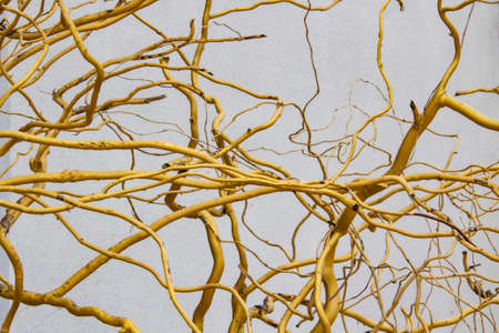 Golden branches of a tree against background. Conception with branches painted in gold for the designの写真素材