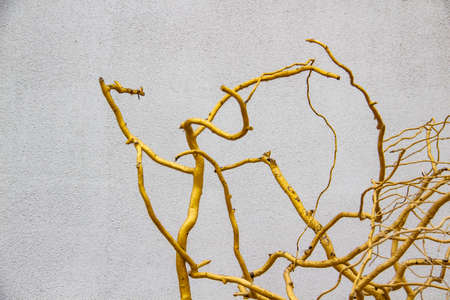 Golden branches of a tree against background. Conception with branches painted in gold for the designの写真素材