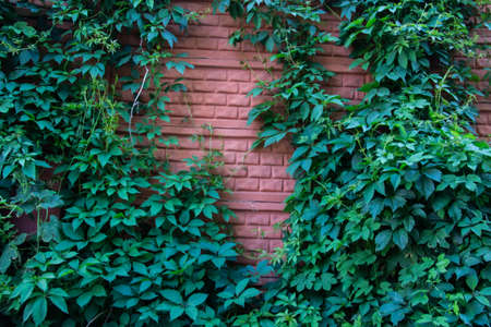 Wild grape leaves on a decorative brick wall. Background of green leaves of wild grapes on the wallの写真素材