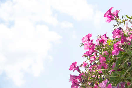 Floral background of blooming petunias. A pink petunia flowers on sunny blue sky background with copy space for text. Flower in a pot on the streetの写真素材