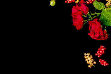 Beautiful roses with leaves and berry on black background. Great background with roses and berry, copy spaceの写真素材