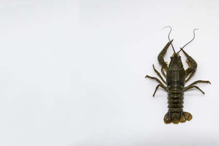 A fresh crayfish or lobster from the river on a white background.