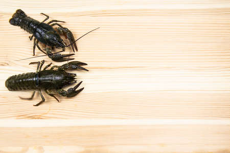 A fresh crayfish or lobsters from the river on a wood background with copy spaceの写真素材