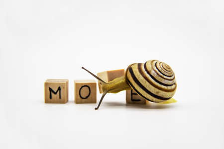 Striped land snail with small wooden cubes with letters isolated on the white background. A word MOVE with grove snail.の写真素材