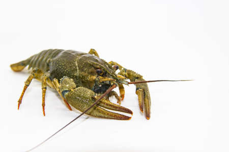A fresh crayfish or lobster from the river on a white background.の写真素材