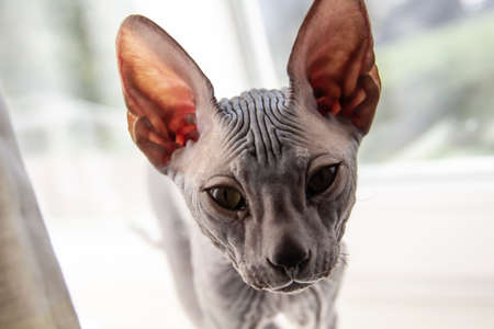 Gray sphynx hairless kitten close-up. Gray sphynx hairless kitten. Beautiful cat's face with hairless skin.の写真素材