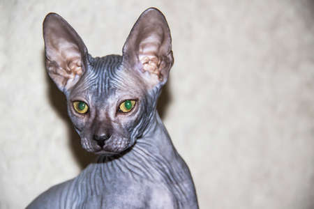 Gray sphynx hairless kitten close-up. Gray sphynx hairless kitten. Beautiful cat's face with...