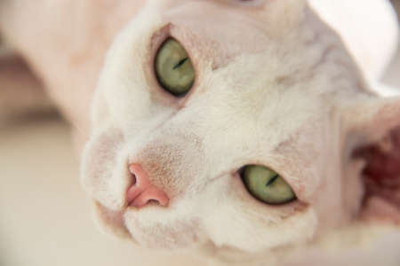 Sphinx hairless cat, hairless, anti-allergenic cat, pet look in front Beautiful cat's face with hairless skin.の写真素材