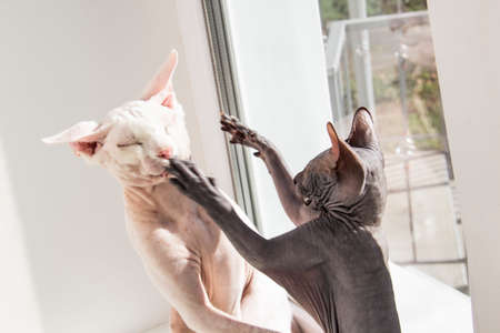 Two sphynx hairless cats, anti-allergenic cats. Two pets play or fight together on the window. Beautiful cats with hairless skin. One gray kitten fight with cat.の写真素材