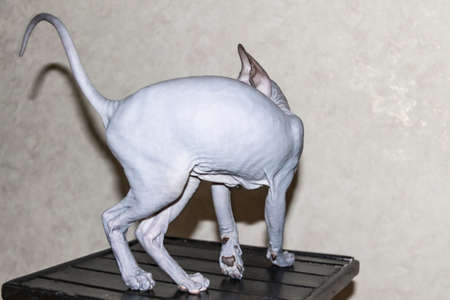 Sphinx gray cat spins and plays on a dark stool. Beautiful hairless Sphynx gray kitten moves and...