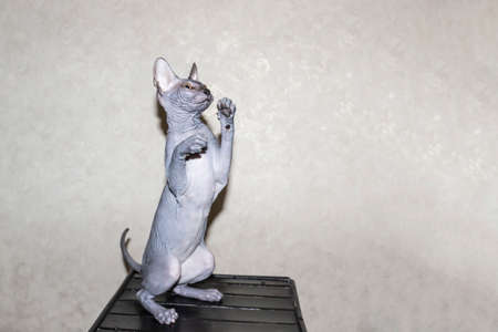 Sphinx gray cat spins and plays on a dark stool. Beautiful hairless Sphynx gray kitten moves and jumpの写真素材