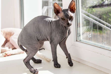 Gray sphynx hairless kitten, anti-allergenic cat, pet sitting on the window. Beautiful little cat with hairless skin.の写真素材