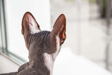 Gray sphynx hairless kitten, anti-allergenic cat, pet looking somewhere in front. Back view of beautiful cat with hairless skin.の写真素材