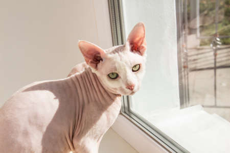 Sphynx hairless cat, anti-allergenic cat, pet sits on the window. Beautiful cat with hairless skin...