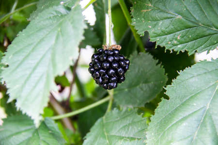 BlackBerry berry on a branch close-up. Healthy berry for vegans. Blackberry on a branch in the...