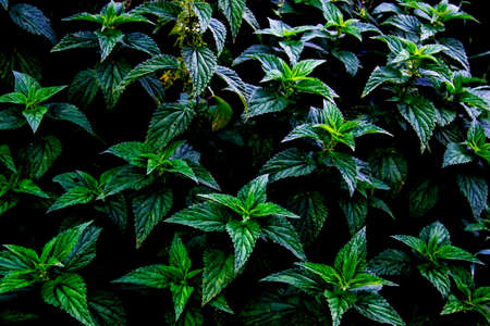 A plant nettle. Nettle with green leaves against background.の素材 [FY310154836368]