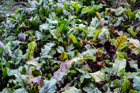 Young beet grows in the beds in the garden. Farm homestead with agricultural landings and growing...