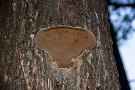 Wood mushrooms background. Mushroom hat close up. Background with pine trunk and tree mushroom.