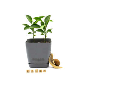 Two small lemons grow in a flower pot isolated on white background. A snail crawls next to the cubes...