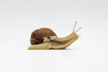 Snail on the white background. Snail moving forward against white backgroundの写真素材
