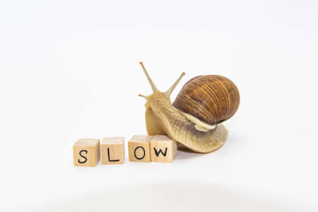 Beautiful grape snail move to wooden cubes. On cubes written word SLOWの写真素材
