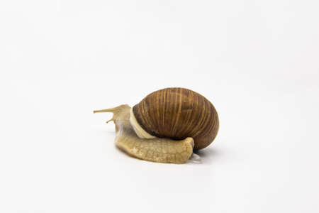 Beautiful grape snail isolated on a white backgroundの写真素材