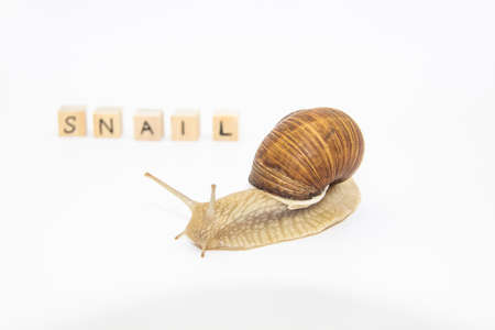 Beautiful grape snail move next wooden cubes. On cubes written words SNAILの写真素材