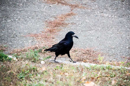 A Rook bird is walking and searching a food in the ground. Beautiful strong dark rook bird.の写真素材