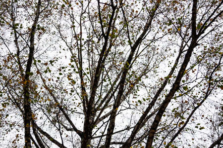 Autumn trees branches of gray sky in cloudy autumn weather.