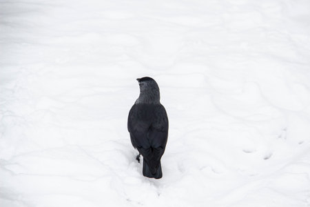 Jackdaw walk on the snowの写真素材