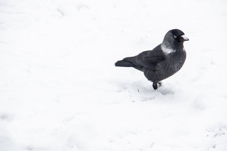Jackdaw walk on the snowの写真素材