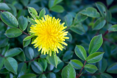 Beautiful yellow dandelion grow inside a leaves from rose. Bright fluffy dandelion flower on the background of green leavesの写真素材