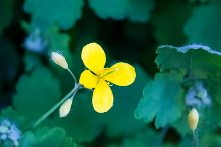 Medicinal plant of greater Celandine (Chelidonium majus). Bright yellow flowers Celandine against background of green leaves.の写真素材
