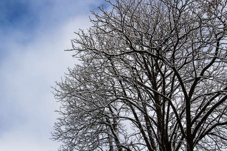 A tree branches with snow on it. Looking up to sky through tree branches. Beautiful black branches...