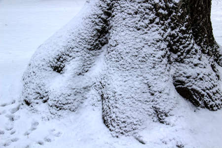 Tree bark in the snow. Relief texture of the brown bark of a tree with snow on it .;