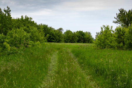 Pathway with green grasses in the green nature background. The narrow road path way from the wheels in the village in Ukraine.の写真素材