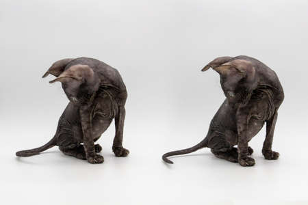 Set of photos of gray kitten sphynx on the white background.の写真素材