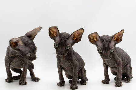 Set of photos of gray kitten sphynx on the white background.の写真素材