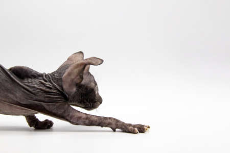 Gray kitten sphynx on move from the left to right the white background.