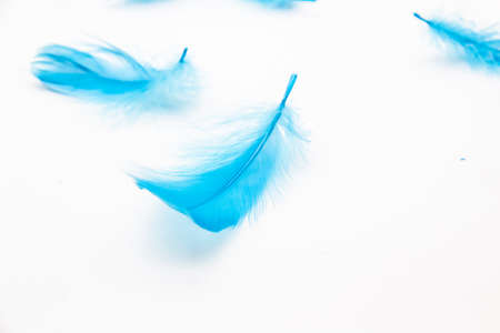 Blue fluffy bird feathers on a white background. A texture of a soft feathers.の写真素材