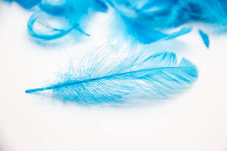 Blue fluffy bird feathers on a white background. A texture of a soft feathers.の写真素材