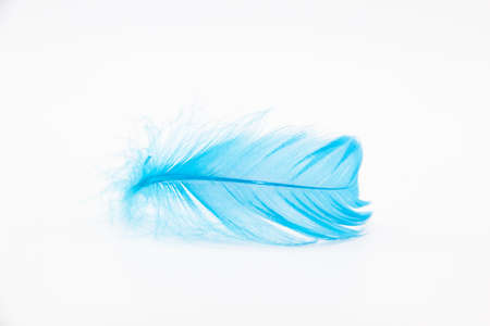 Beautiful blue fluffy bird feather on a white background.の写真素材
