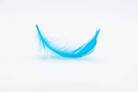 Beautiful blue fluffy bird feather on a white background.の写真素材